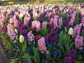 阿姆斯特丹游记