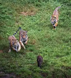 上杭森林旅游节于8月23日隆重开幕,赶快约上好友一起参加吧