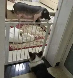 妙龄女孩和猪同床5年,从20斤养到200斤,要与它相爱结婚