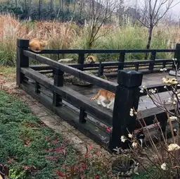 拈花湾做一个佛系少女