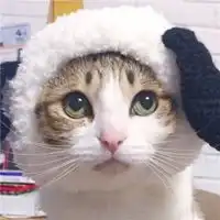 超可爱的情侣猫咪头像两只白色猫咪情侣头像