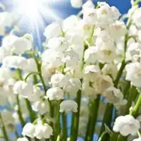 女生头像手捧花铃兰