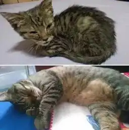 流浪猫丑养一段时间试试看,美到炸