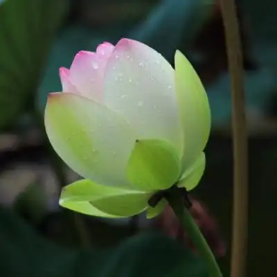 好看荷花头像娇美淡雅唯美的荷花图片