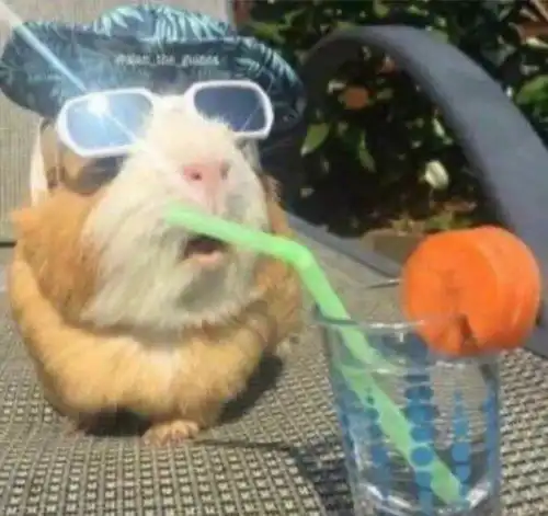 沙雕又可爱的憨憨,看小动物真的好治愈