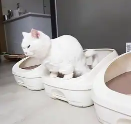 谁说猫就一定高冷了它们犯起傻来,连自己都害怕