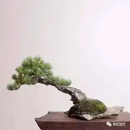 百幅图片带你走进盆景的世界