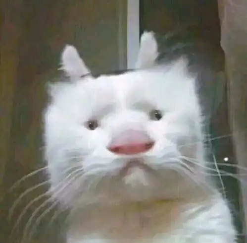 有没有一些既可爱又沙雕的女生头像