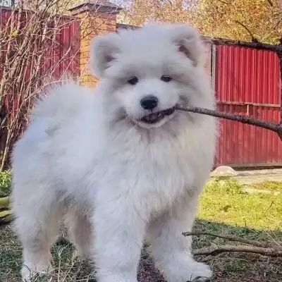 可爱的萨摩耶.萌宠头像