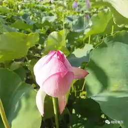 荷美白莲千年白莲风情园