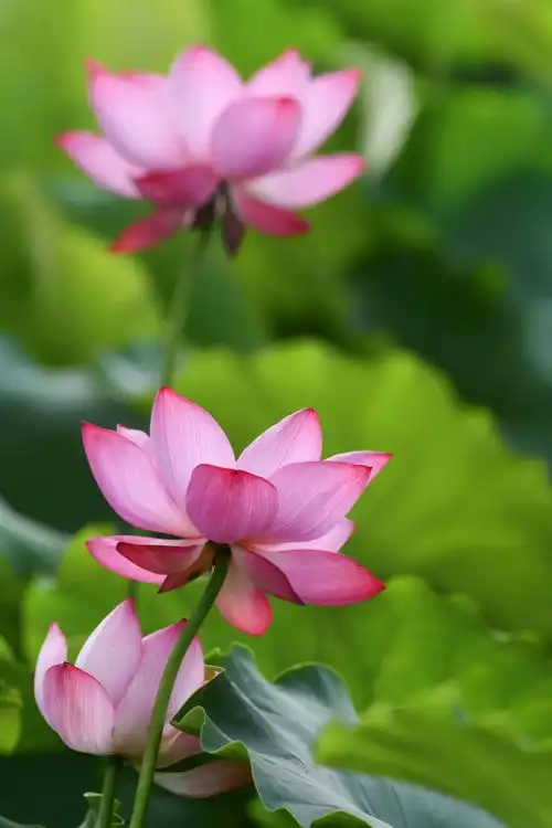 想开了,甚荷我意