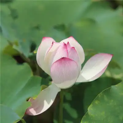 红莲花图片微信头像,好看高清红莲花图片