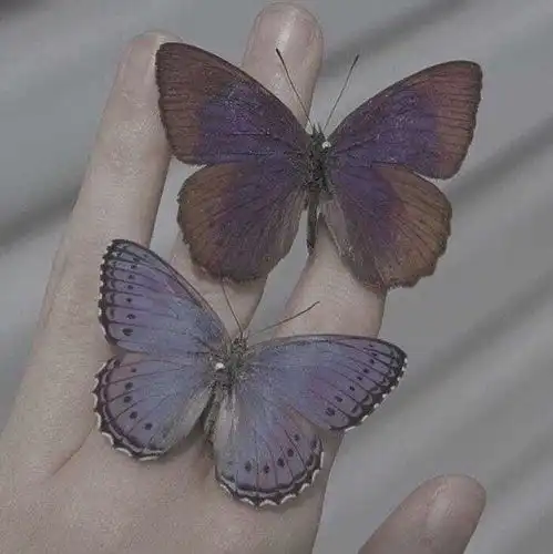 有没有带有蝴蝶元素的头像或壁纸