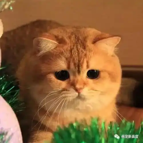 萌宠猫咪,可爱图片大全