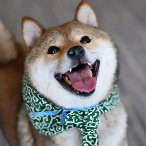 无法抗拒的萌宠头像