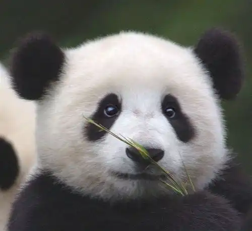 头像吸引女生的头像牛犊