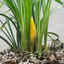 精品黄花大盆