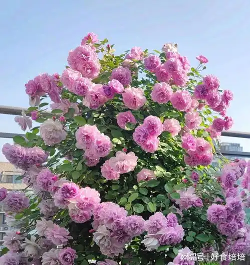 1种小型藤本月季,阳台也能种植,花量多,多季绽放,又美又香