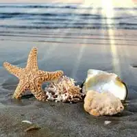 海星个性头像一起拾起我们的海星贝壳