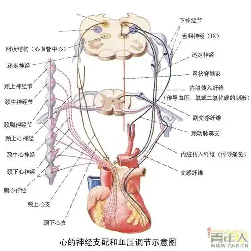心脏神经
