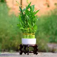 竹子节节高微信头像