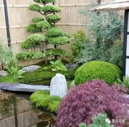 禅意庭院,落花菩提