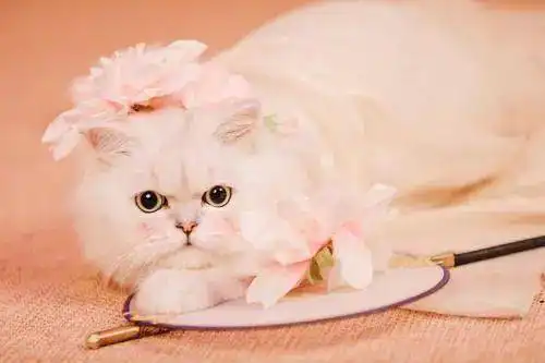 宠物奶茶宠物汉服......年轻创客瞄准宠物细分市场