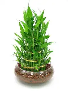 哪些招财植物最有用别再乱养了