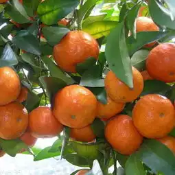 家里有空地,此些水果一定要种,一年两熟,结果时吃到嘴软