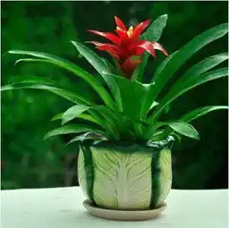 家里养这5种花卉,可赏心悦目还能带来好运平安