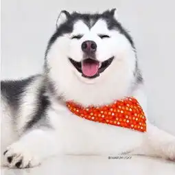 喜欢躺着拍照安静的二哈就像一只快乐的小企鹅