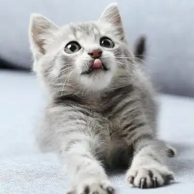 猫萌萌哒头像,可爱的小猫咪分享给用小猫做头像的女生