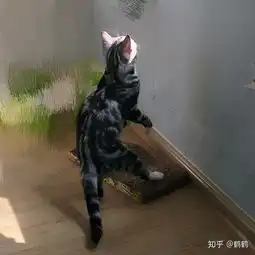 300元买了一只美短之后发生的事情
