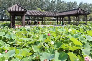 旗袍美女带你逛千荷园,江苏苏北洪泽湖的荷花美如画