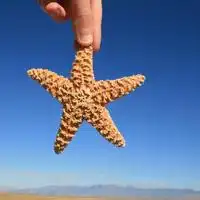 海星个性头像一起拾起我们的海星贝壳