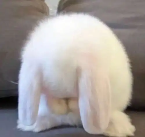 超可爱宠物头像