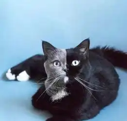 难得一见的双面猫,这猫是生到一半没墨水了吗