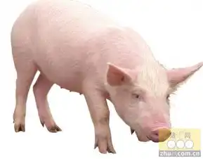 瘦肉型生猪均价涨超8仔猪均价上涨11.64