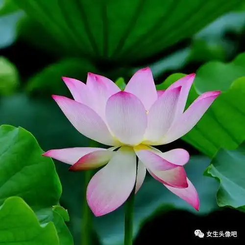 好看的微信头像,2020女人最适合的微信头像