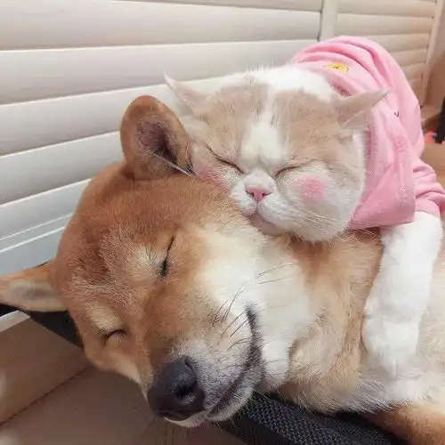 一眼就心动的情侣头像