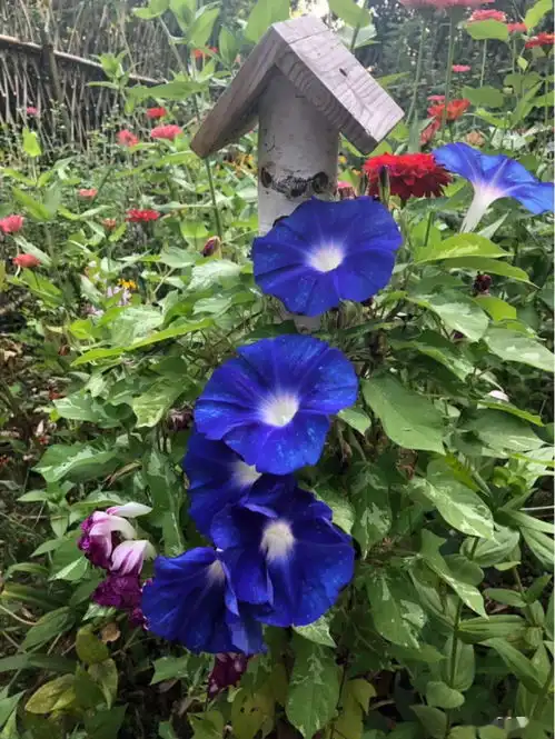 十年没人住的老屋,推倒改成花园小院,全家人都支持