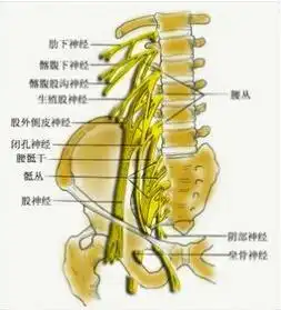 股神经损伤
