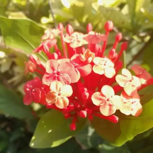 北师赏花路线和我在北师的花丛中走一走