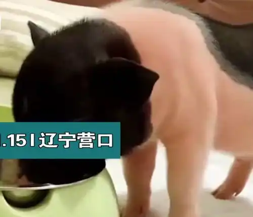 辽宁一女子买迷你宠物猪,4年长成350斤大肥猪,因有感情舍不得卖