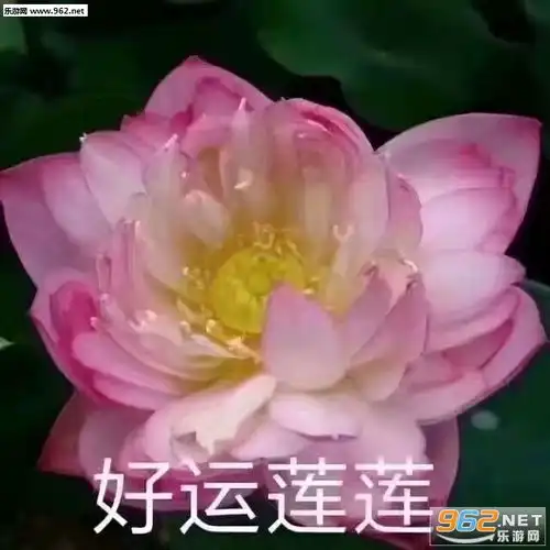 好运莲莲表情包图片大全四大皆空佛系莲花表情包图片下载乐游网游戏下载