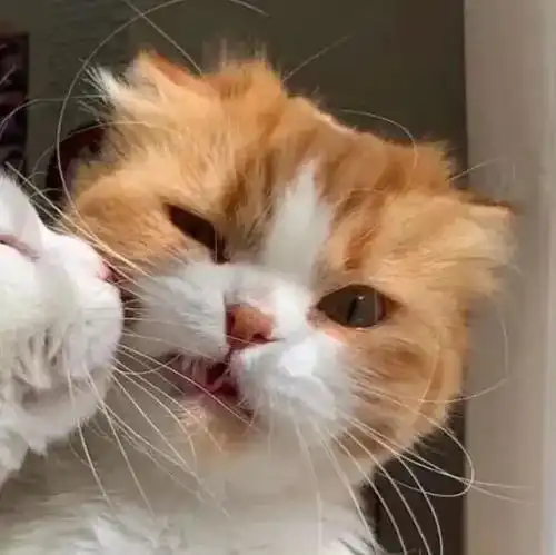 情侣头像超可爱的猫猫情头