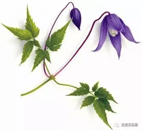 小清新的色彩,少女心爆棚