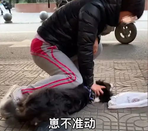 女子被自家宠物狗咬伤,当街压住狗头训狗崽,我教你怎么做狗