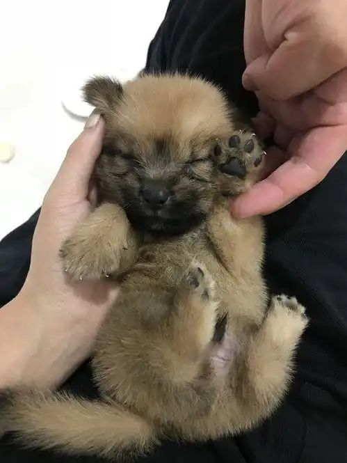 流浪狗在人群中来回穿梭着,看到茫然无助的它,女孩顿时心疼坏了