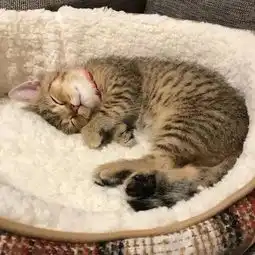 周末养眼日本一小奶猫睡姿萌化众人网友这猫怎么比我还像人